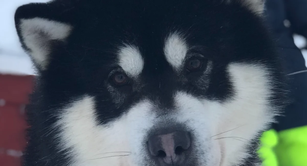 Black and white Alaskan malamute