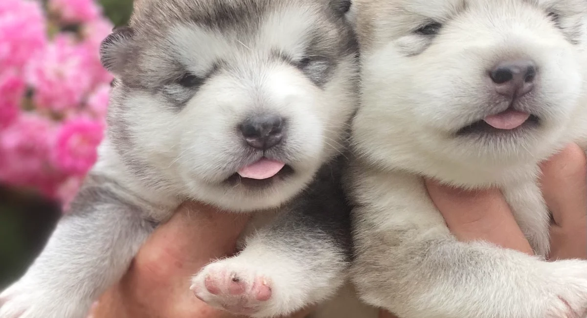 Alaskan malamute puppies